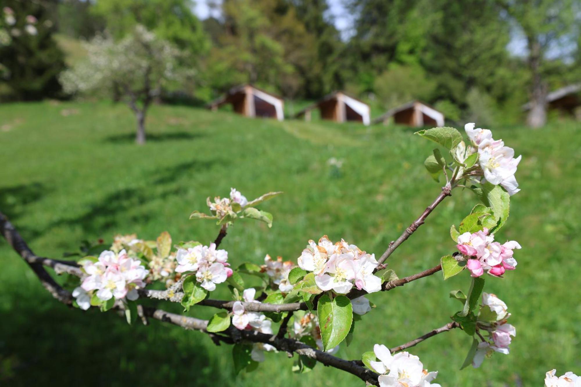 Villa Mountain View Glamping Dovje Exterior foto