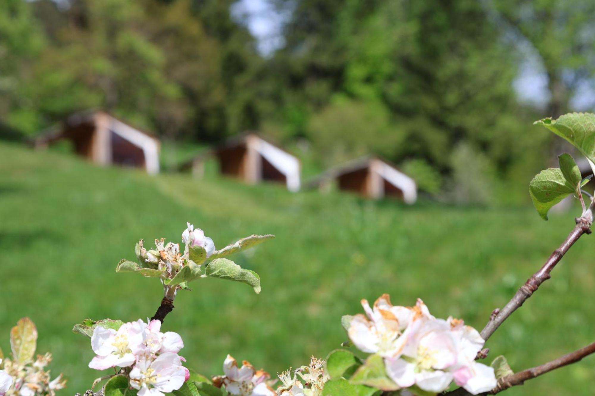 Villa Mountain View Glamping Dovje Exterior foto