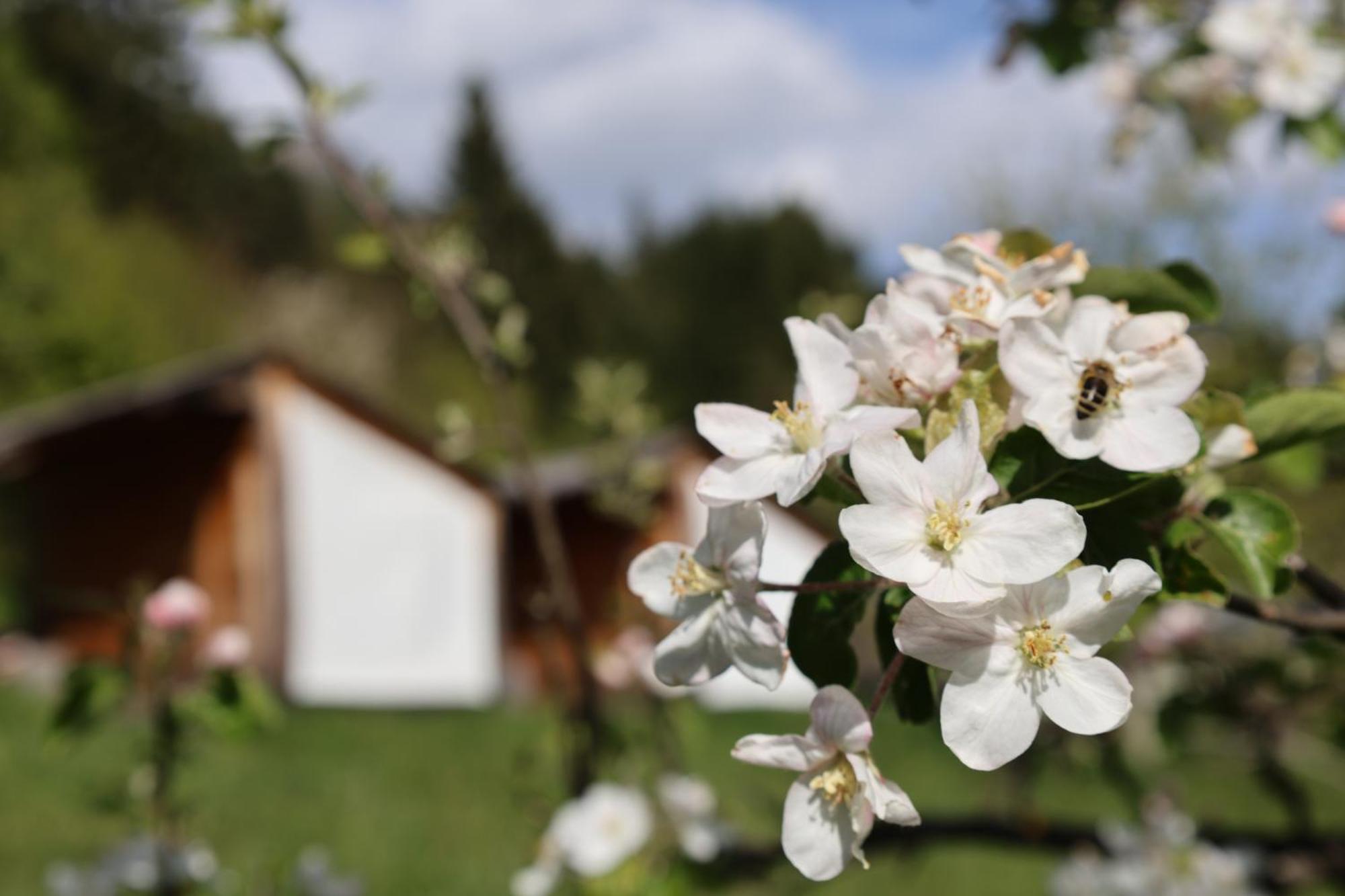 Villa Mountain View Glamping Dovje Exterior foto